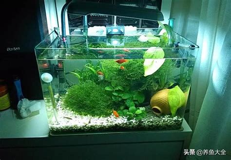 小缸適合養什麼魚